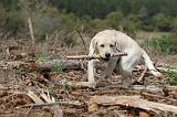 LABRADOR 130